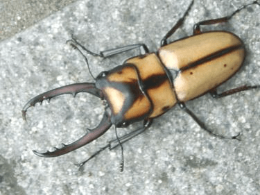 スツラリスノコギリ(ワイモンノコ）