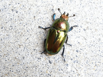 パプアキンイロクワガタ