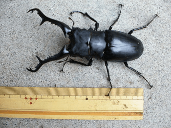 ギラファノコギリクワガタ　フローレス