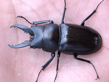 マルバネノコギリクワガタ