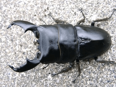 スマトラオオヒラタクワガタ