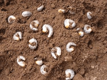 パプアキンイロクワガタ　産卵