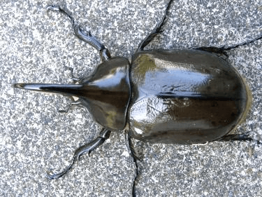 ヒルスシロカブト