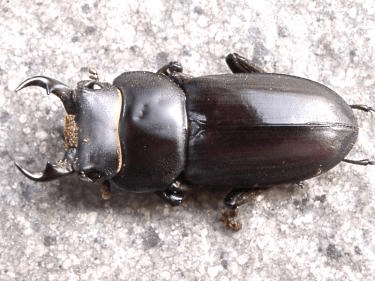 リュウキュウコクワガタ　琉球