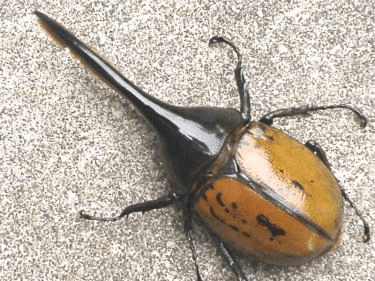 ヘラクレス・エクアトリアヌス