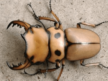 メンガタクワガタ　メリー