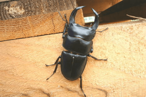 福建省ホペイオオクワガタ