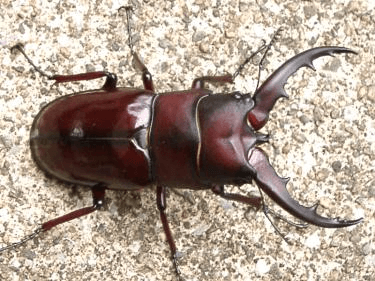 リュウキュウノコギリクワガタ 琉球