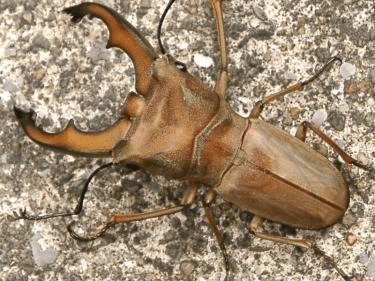 デハーンホソアカクワガタ