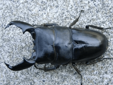 スマトラオオヒラタクワガタ