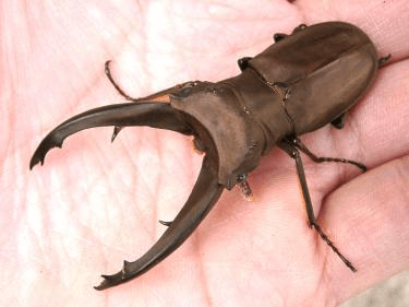 インペラトールホソアカクワガタ