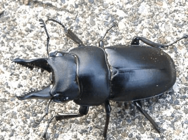 セリコルニスノコギリクワガタ