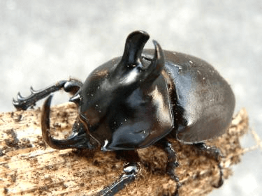 ビルマゴホンヅノカブト（ビルマニクス）