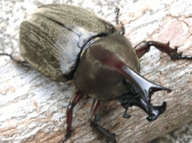 ケブカヒメカブト