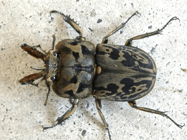 ムナコブクワガタ