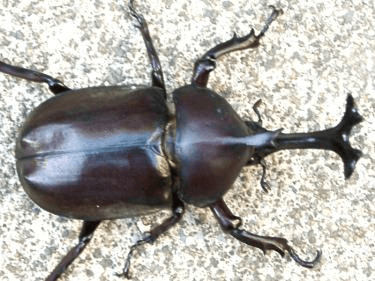 国産カブトムシ