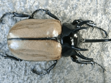 ゴホンヅノカブト