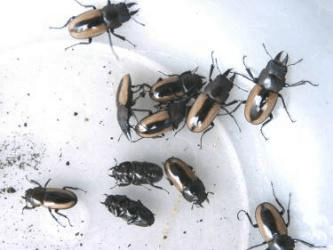 フルストルファーノコギリクワガタ