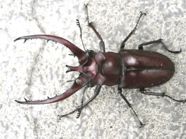 ヘルマンミヤマクワガタ