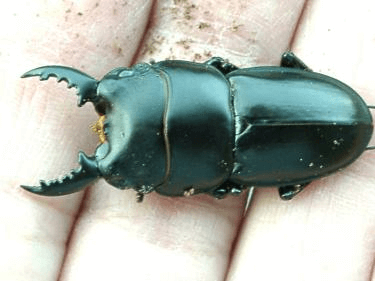 パプアヒラタクワガタ