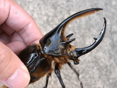 ネプチューンオオカブト