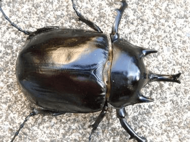 ヤヌスゾウカブト