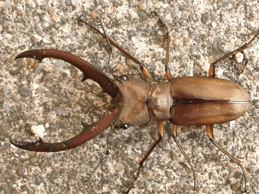 タランドゥスホソアカクワガタ