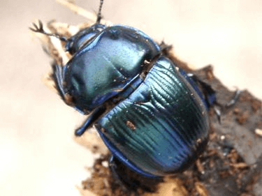 オオセンチコガネムシ