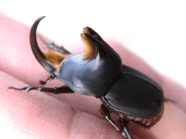 アブデルスツノカブト