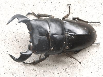 ダイオウヒラタクワガタ