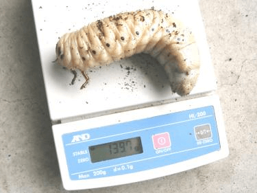 ヘラクレス・ヘラクレス　幼虫