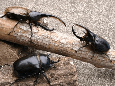 ヘラクレスヘラクレス　ネプチューンオオカブト　ヤヌスゾウカブト