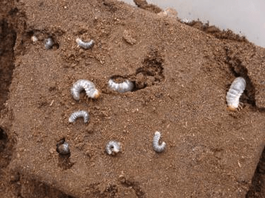 スマトラオオヒラタ　産卵割り出し