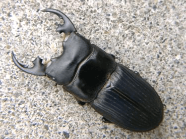 プラティオドンネブトクワガタ