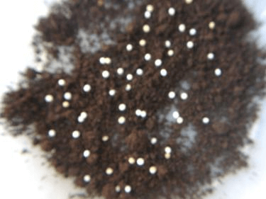 ヒルスシロカブト 産卵