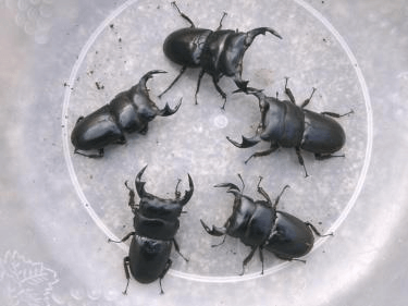 インドアンタエウス