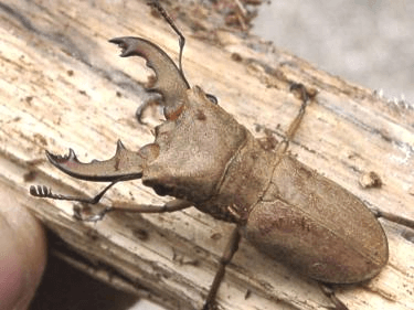 ヴァンローニホソアカクワガタ