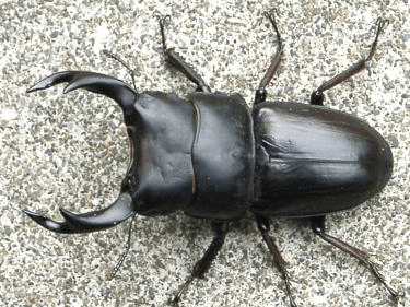 国産オオクワガタ