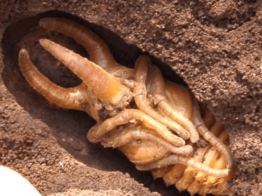 アトラスオオカブト蛹