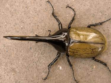 ヘラクレス・ヘラクレス