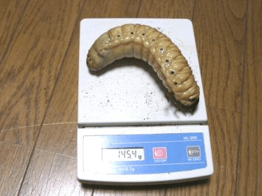 ヘラクレス・リッキー　幼虫