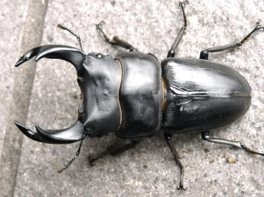 国産オオクワガタ