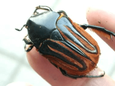 マックレーケスジハナムグリ