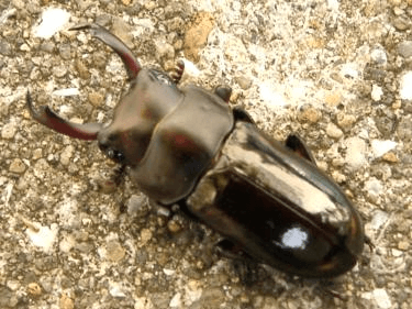 フルボノタトゥスコクワガタ