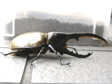 ヘラクレス・ヘラクレス　131㎜