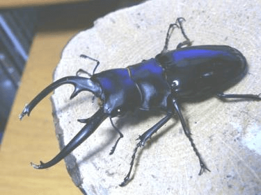 インターメディアツヤクワガタ