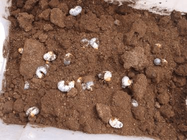 プラティオドンネブトクワガタ　産卵