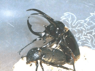 アトラスオオカブト　交尾
