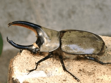 グラントシロカブト