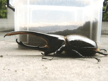 ヘラクレス・リッキー